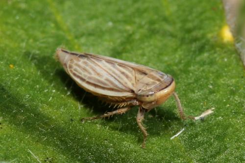 Athysanus argentarius